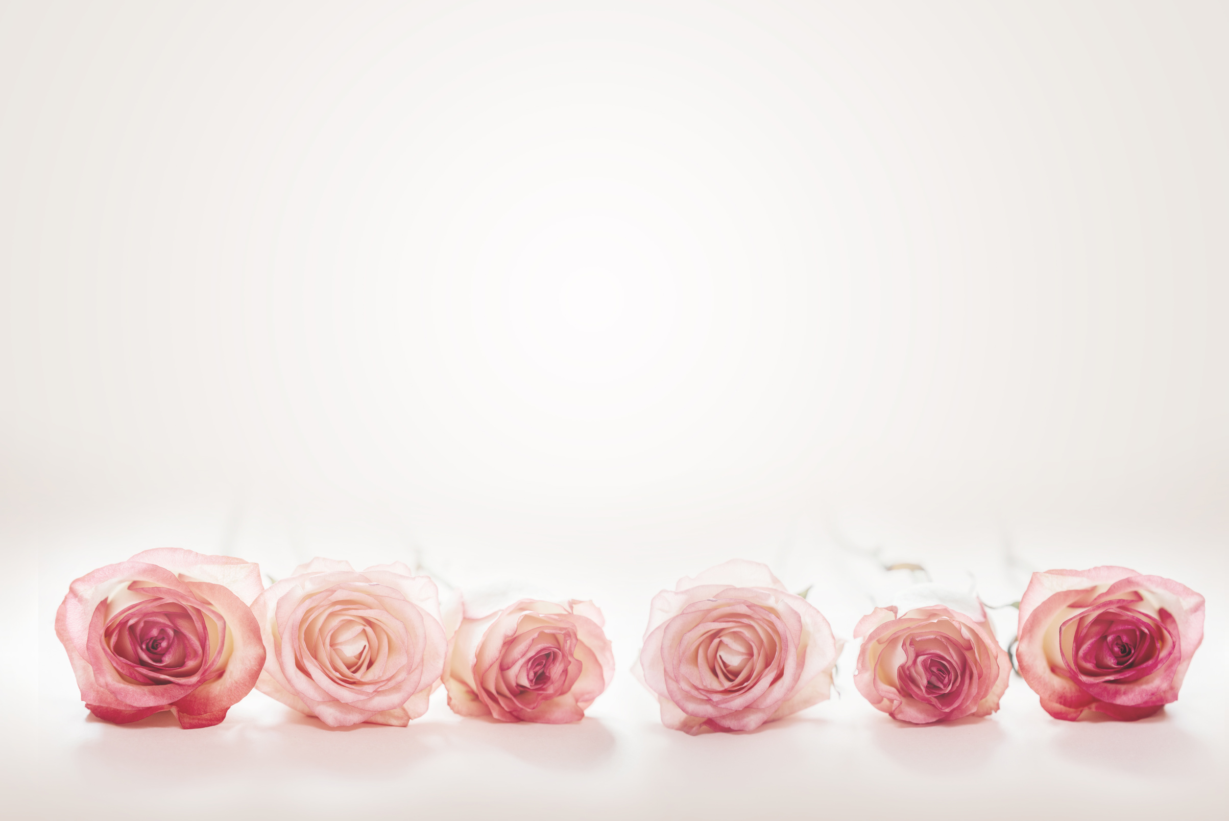 Pink Peach Rose Flowers on Light Pink Background
